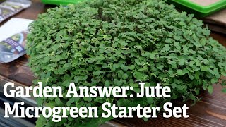 Garden Answer: Jute Microgreen Starter Set