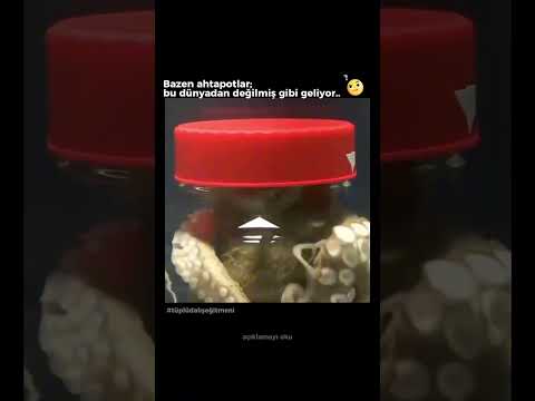 Bazen AHTAPOTLAT Bu Dünyadan Değilmiş Gibi Geliyor.