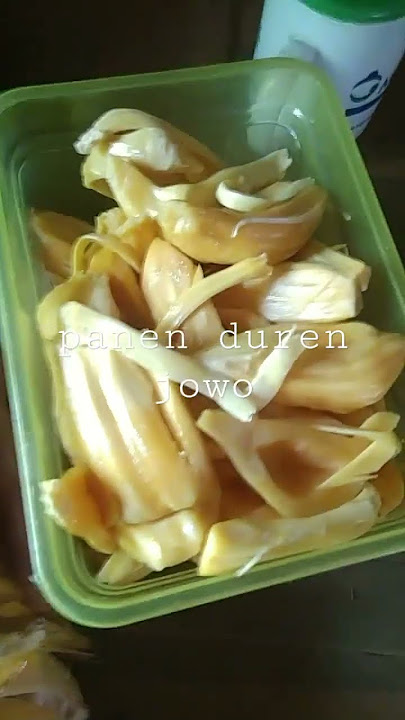 panen gandul gandul NANGKA tok #shorts #shortvideo #short #buah #semuaorang #viralvideo