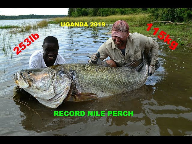 record nile perch