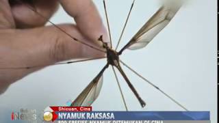 Nyamuk Terbesar Di Dunia Ditemukan Di China  Bip 2604