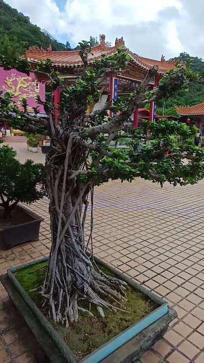 the weather is good #shortvideo