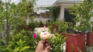 Tour of my terrace garden?/ vegetables plants update/ chat pr plant kise lagye terracegarden tour