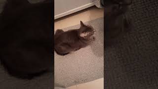 Моральная поддержка #cat