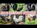 TOP 10 BEST OFF-COLORS GAMEFOWLS IN THE WORLD Mp3 Song