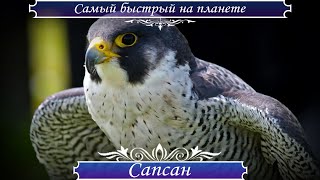 Об истребителе среди птиц   Сапсане, самой быстрой птице на планете, развивающей скорость до 320 кмч