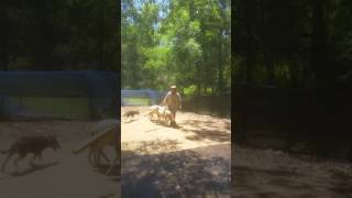 Australian Kelpie  (Ruby) Rescue Dog's Third Sheep Herding Run