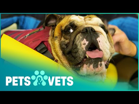 ENGLISH BULLDOG NEEDS HYDROTHERAPY AFTER SERIOUS INJURY | THE DOG HOTEL