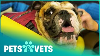 ENGLISH BULLDOG NEEDS HYDROTHERAPY AFTER SERIOUS INJURY | THE DOG HOTEL