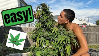 Grow Weed Outdoors Easy Method seed to harvest🍃🍃⛽️