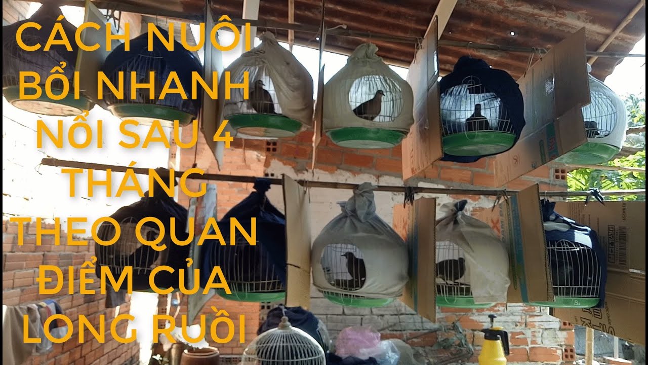 Nuôi Cu Gáy bổi mau nhanh nổi sau 4 tháng theo quan điểm của Long Ruồi   tập - 51 l Long Ruồi Vlogs