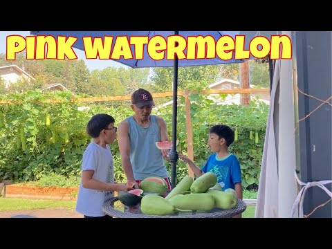 Pink watermelon | vegetable garden update | sobra ang init ulit