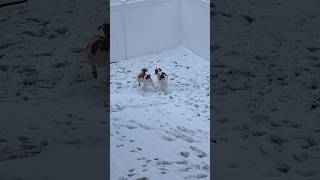 A peaceful snowy day for the pups? dog brittanyspaniel puppy