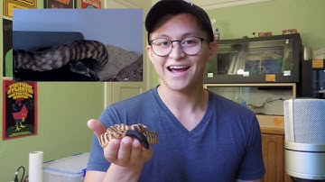 Black-Headed Pythons! (Everything You