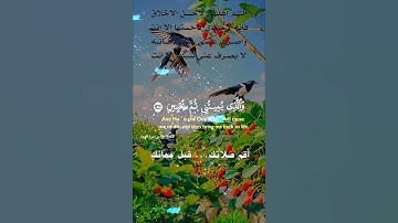 تلاوة خاشعة عطرة مباركة جميلة عذبة للشيخ فارس عباد ماتيسر من سورة الشعراء