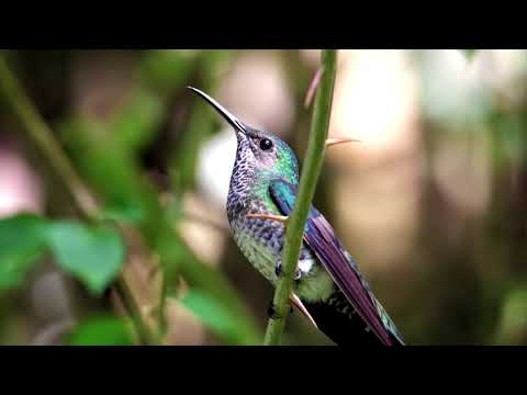 Hummingbird | ஹம்மிங்பேர்ட் | चिड़ियों | ಹಮ್ಮಿಂಗ್ ಬರ್ಡ್ | ഹമ്മിംഗ്ബേർഡ് | ハチドリ | Puliveeran | పక్షి