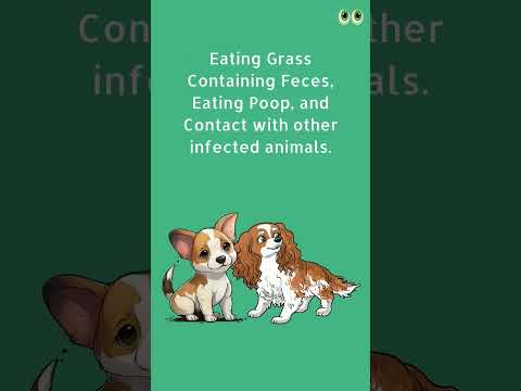 Βίντεο: Τι είναι η επιγονατιδική εξάπλωση στα σκυλιά;