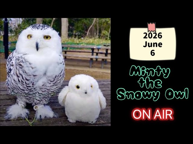 141 I take my Snowy Owl to the park in the rain雨でもお散歩