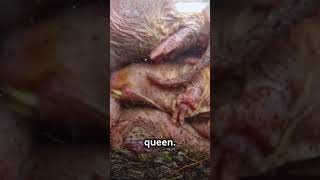 The NAKED Mole Rat: Nature's Underground Marvel!