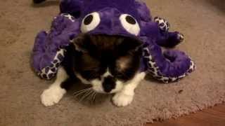 Behold the octocat!