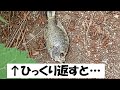 【虫注意】魚の干物をひっくり返すと…、Turning a dried bluegill on the ground