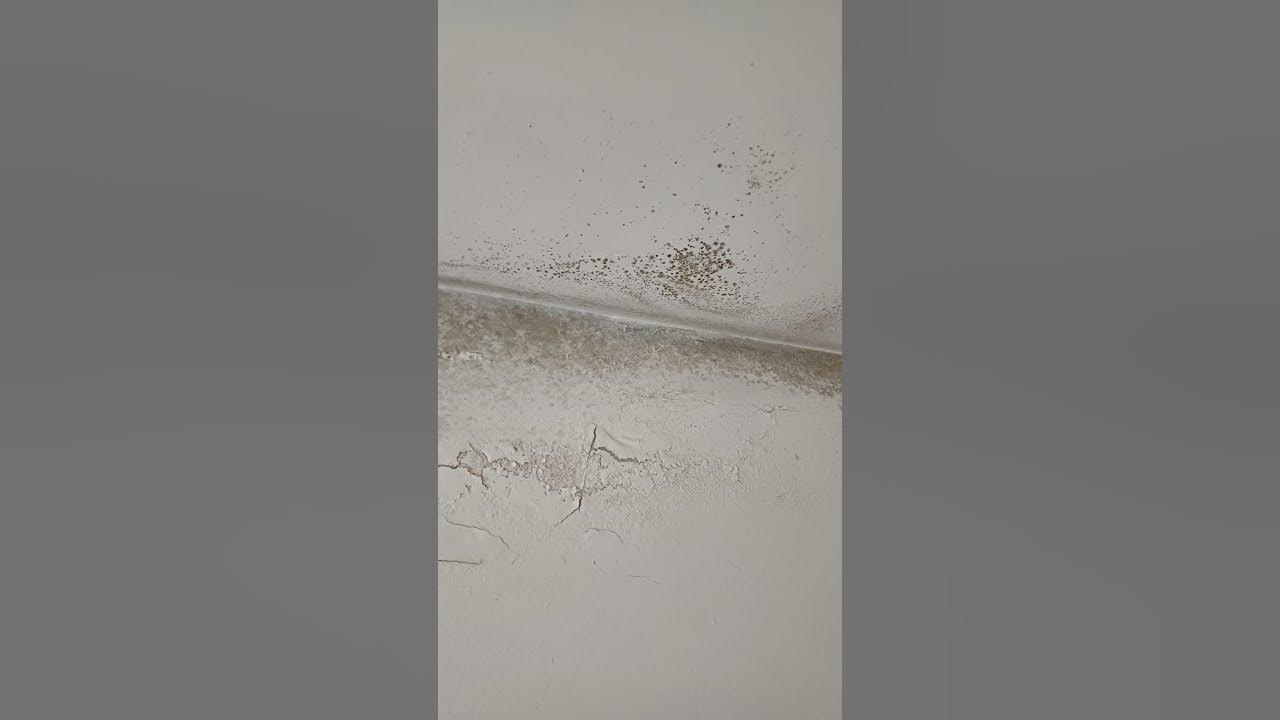 HEALTH HAZARD This house is currently rented by kerry County Council in