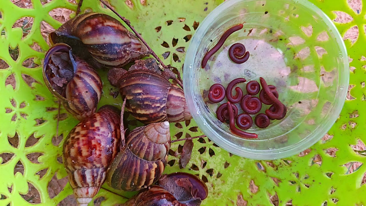 Amazing Gain African snail 🐌