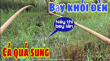 CÂU VỊT GẶP CON CÁ QUÁ QUẠO VÀ CÁI KẾT || NDK Vlogs