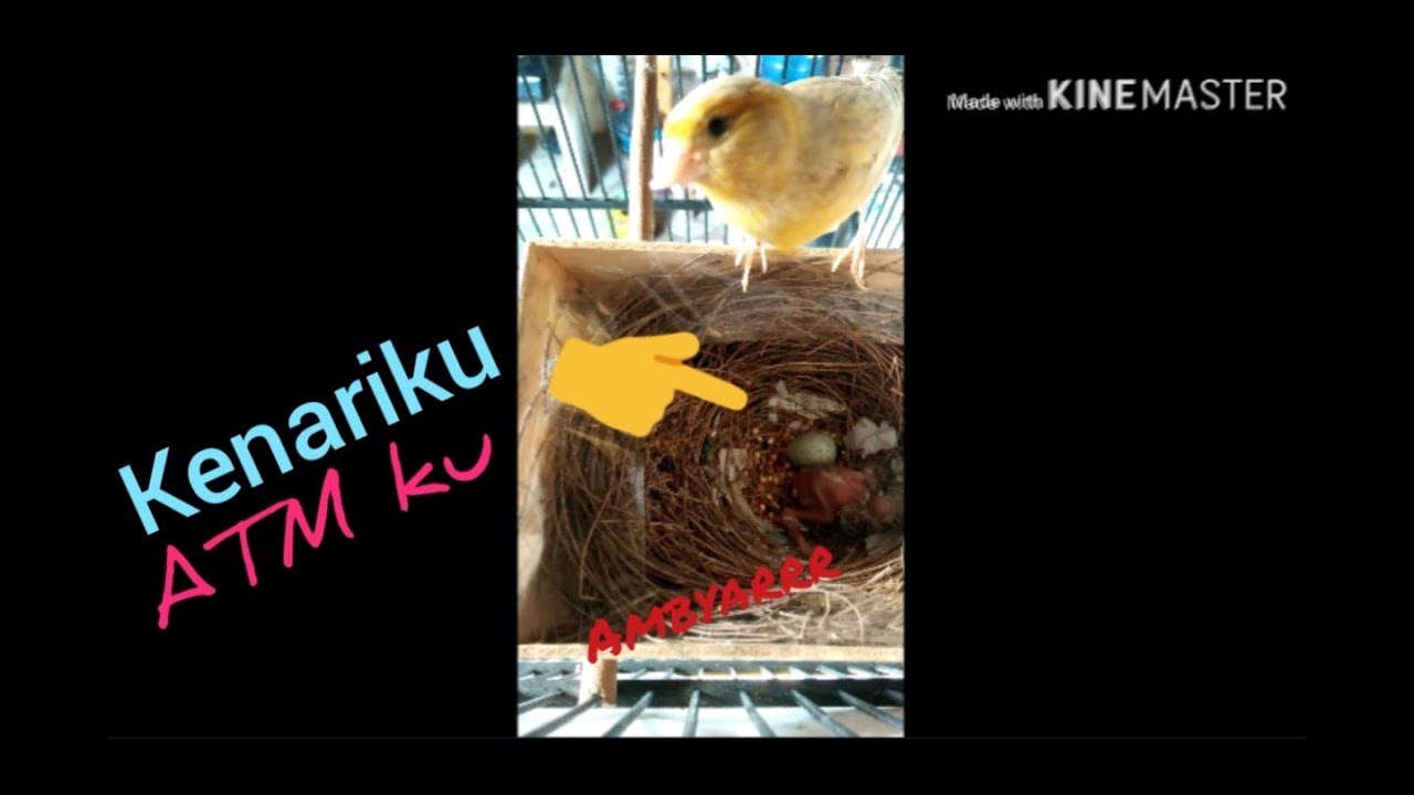SUKSES ternak kenari di kandang gantung || kenari meloloh anaknya 