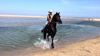 Project Friesian: Featherfoot Horses Jeffreys Bay.