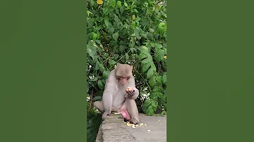 Monkey With Big Balls 