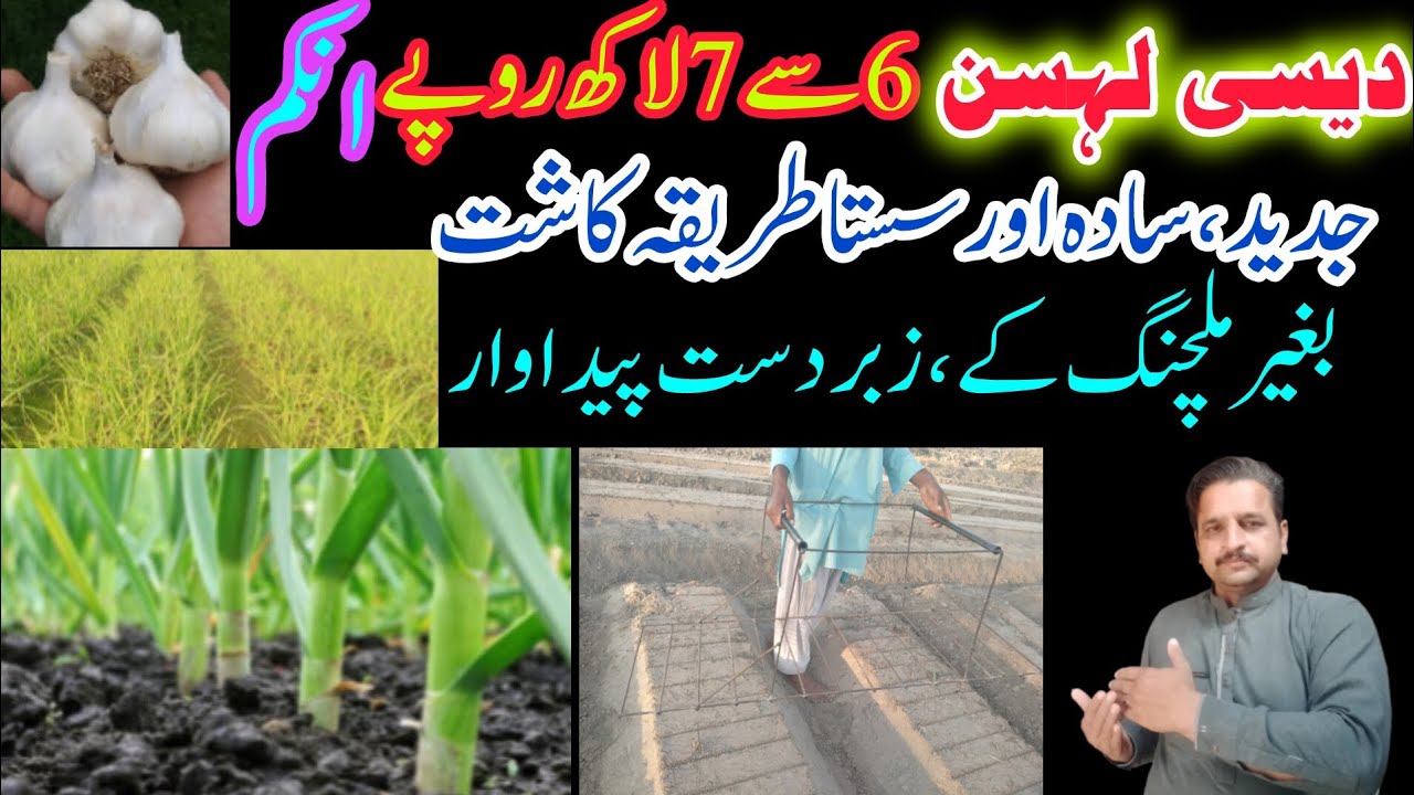 cultivation of desi garlic | desi lehsan ki kasht | new method of cultivation of garlic| farming2025