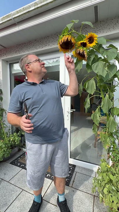 Harvesting sunflower seeds.