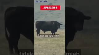 Mitos atau fakta banteng membenci warna merah