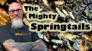 All about Springtails: Their benefits and how to culture them easily yourself