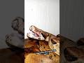 Aggressive Boa Constrictor Part 1 Snakes Pet Foryou Fyp Viral mp3