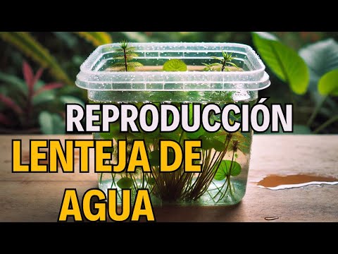 Video: ¿Cómo crece la lenteja de agua?