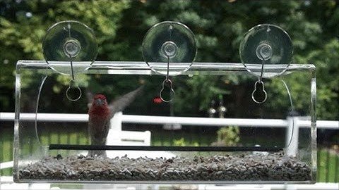 Window Bird Feeder by Tranquil Outdoors Attracts a Variety of Birds