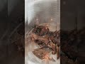 خليع المغربي Khlea Is A Delicious Moroccan Preserved Meat