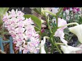 The Most Beautiful Naturally Orchids Garden is imported