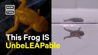 Tiny Frog Goes Viral for Not Being Able to Jump