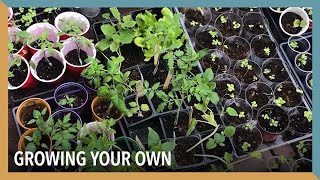 Growing your Own | VOA Connect