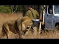 Lion Hunting Behavior and Prey Selection