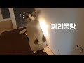 고양이 다리가 많이 짧으면 생기는 일