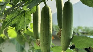 টবে ধুন্দুল চাষ পদ্ধতি#ধুন্দুলের উপকারিতা@Roof_Gardening