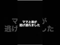 あなたならどうしますか・・・#shoto