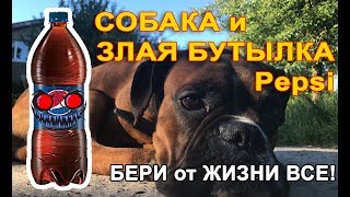 Собака боксер и бутылка Рерsi: даже собаки любят Пепси | Dog boxer and a bottle of 1.5L Рерsi Собака боксер и бутылка Рерsi: даже собаки любят Пепси | Dog boxer and a bottle of 1.5L Рерsi