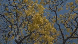 Background Video Musim Gugur