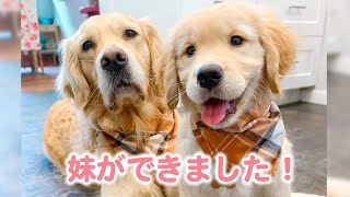 【甘えん坊な妹がやってきた！】わんぱくでイタズラ好きなワンコが面倒見のいい素敵なお兄ちゃんになって♡