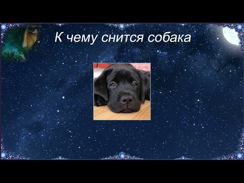 К чему снится Собака